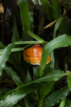 Reishi