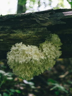 Lion's Mane