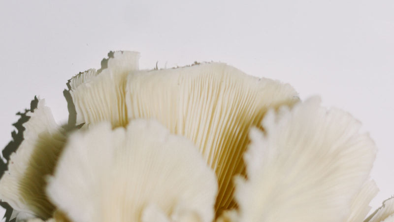 Lion's Mane mushroom close-up
