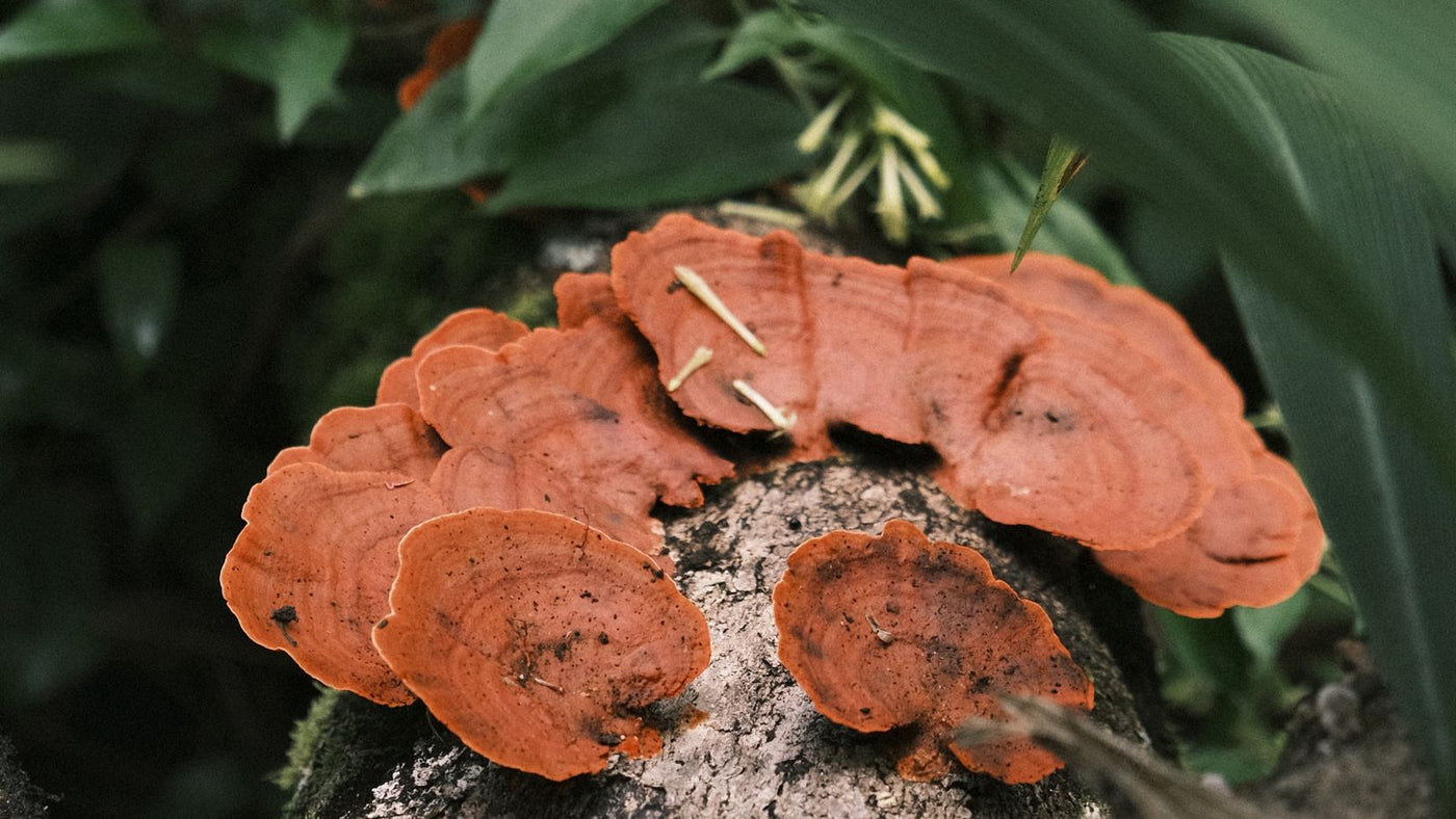 Reishi mushroom on a wooden surface
