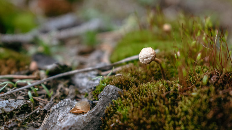 Cordyceps mushroom on a forest floor