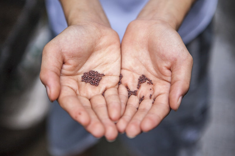 Colorful turkey tail mushrooms growing on fallen log in forest