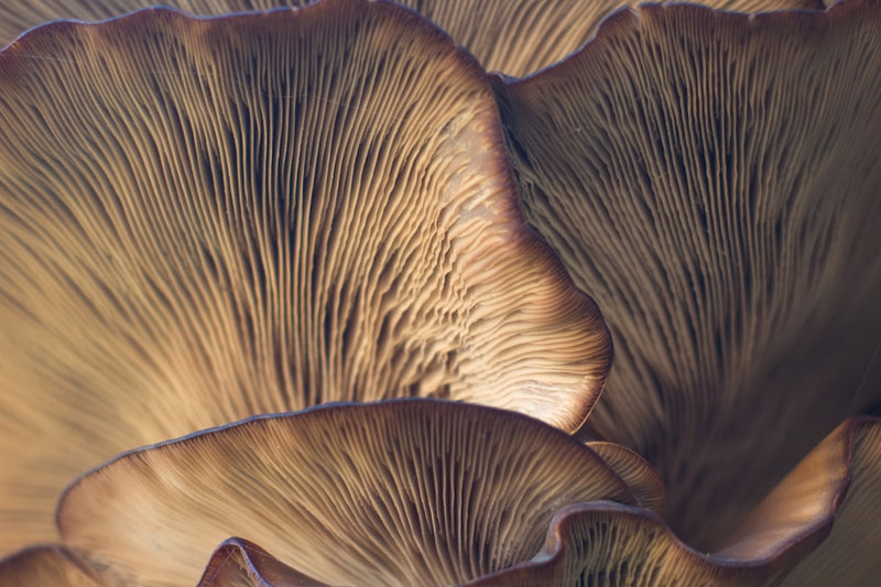 Lion's mane mushroom close up in nature