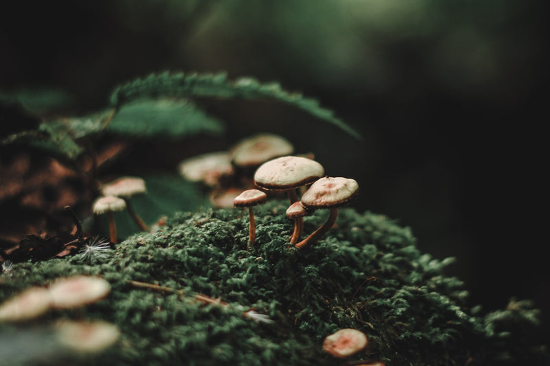 Mystical forest mushrooms in natural setting