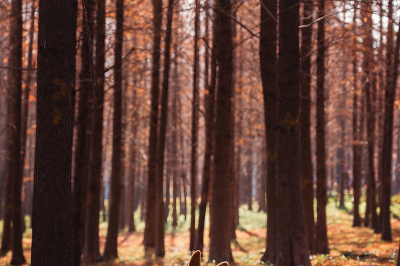Person walking on sunlit forest trail