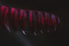 Kava