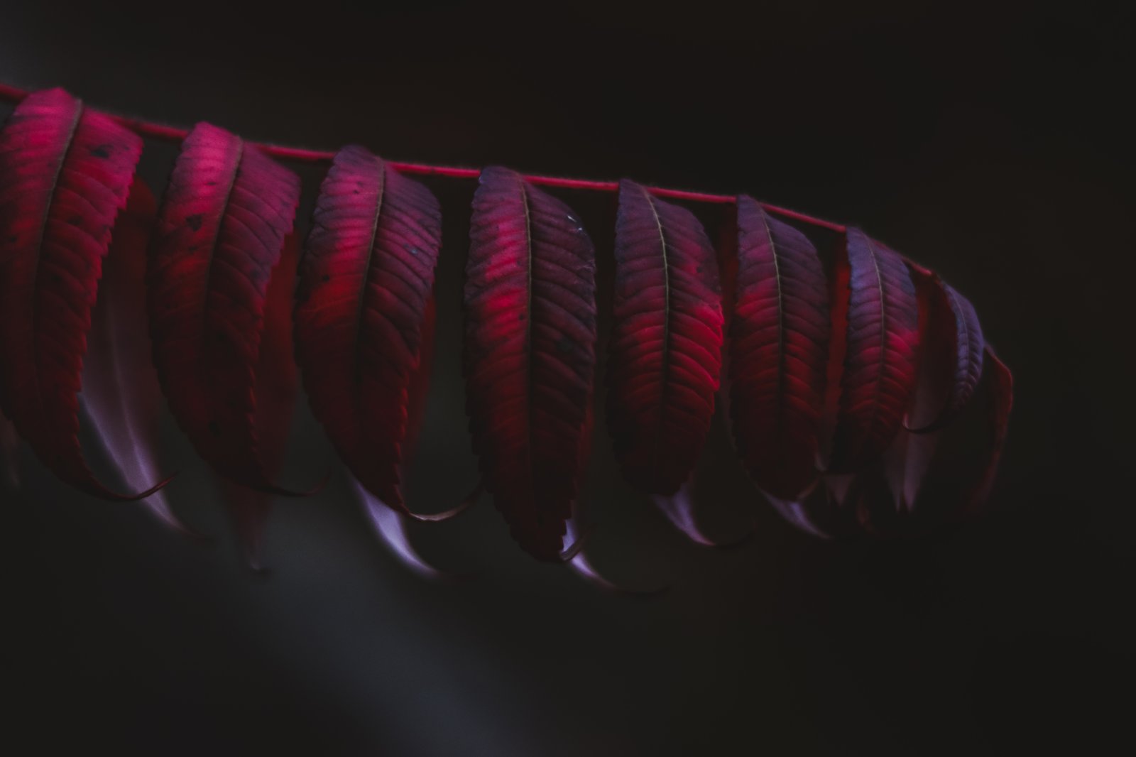 Kava — dark Pacific botanical background