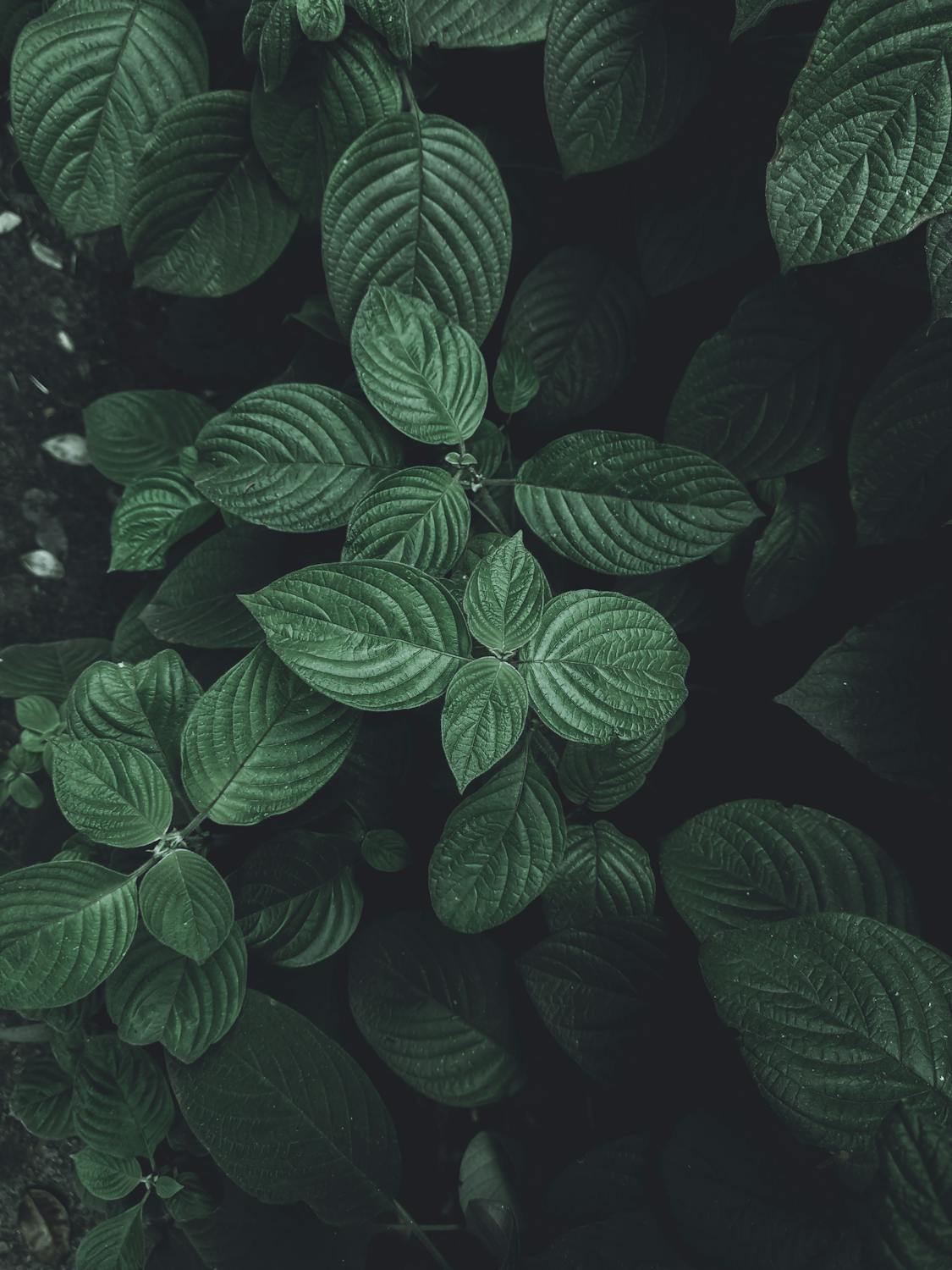Kanna — moody dark green succulent foliage