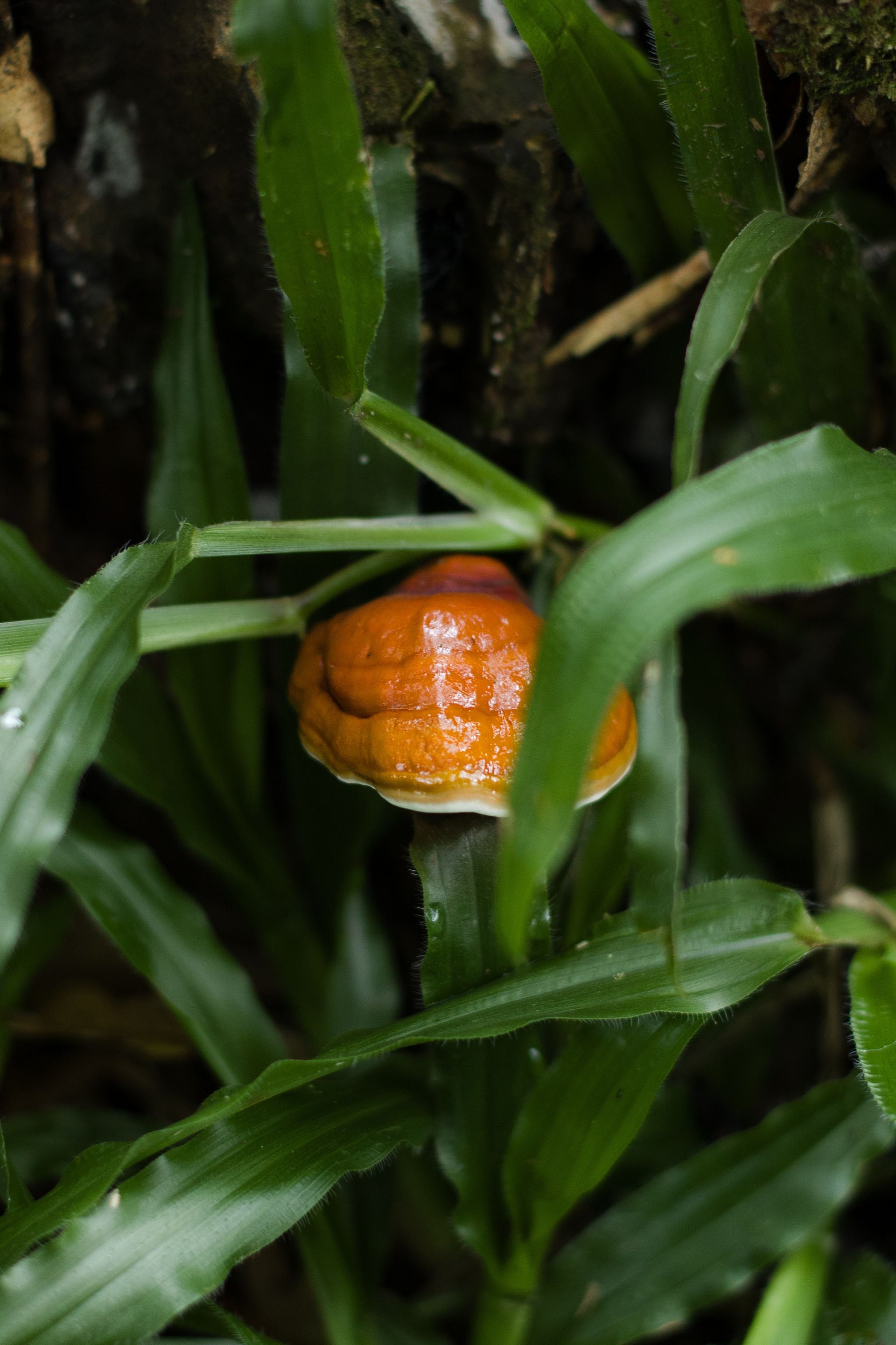 Reishi - Ganoderma mushroom amidst lush green leaves