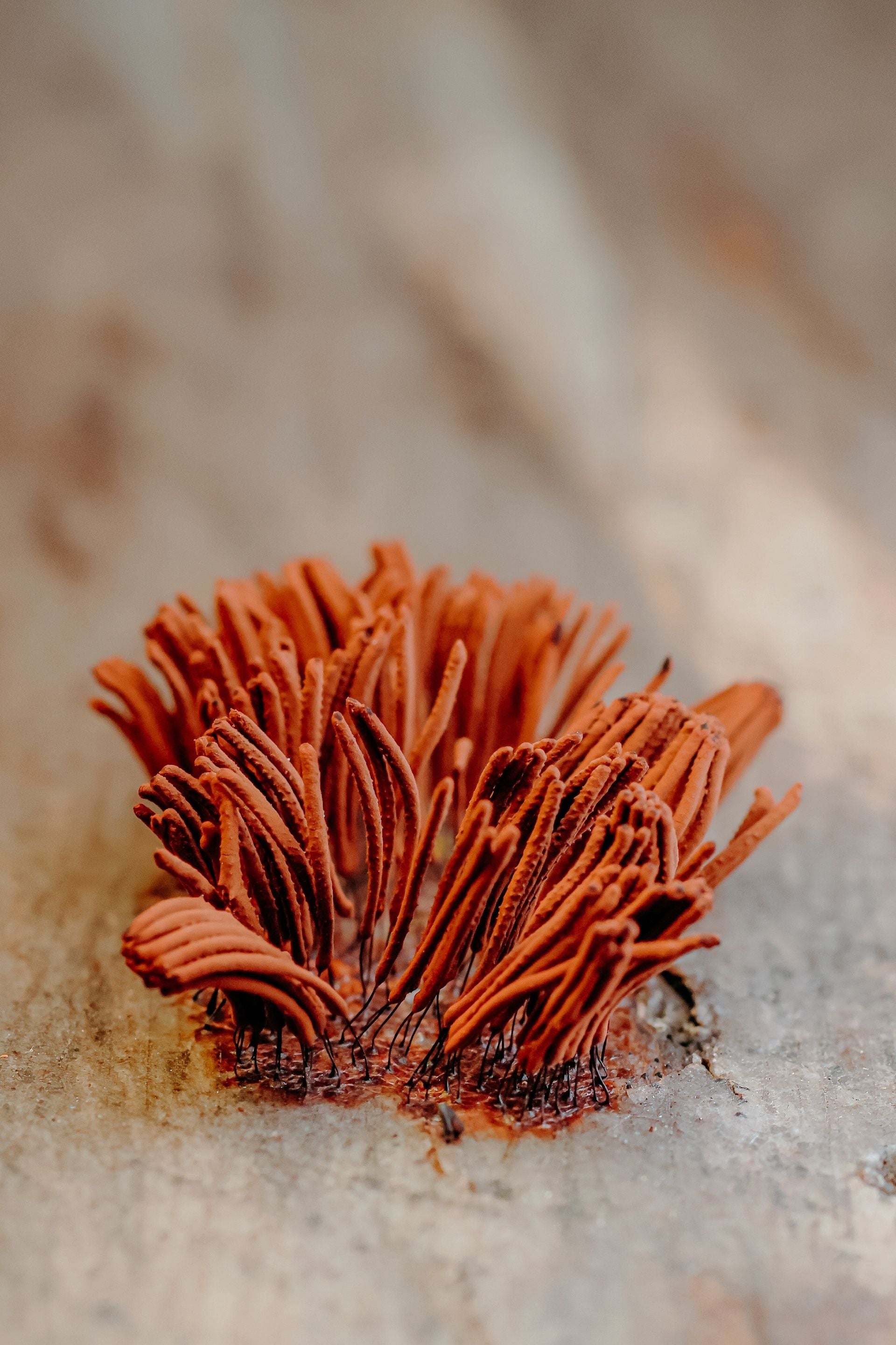Cordyceps - vibrant orange fungus on tree bark