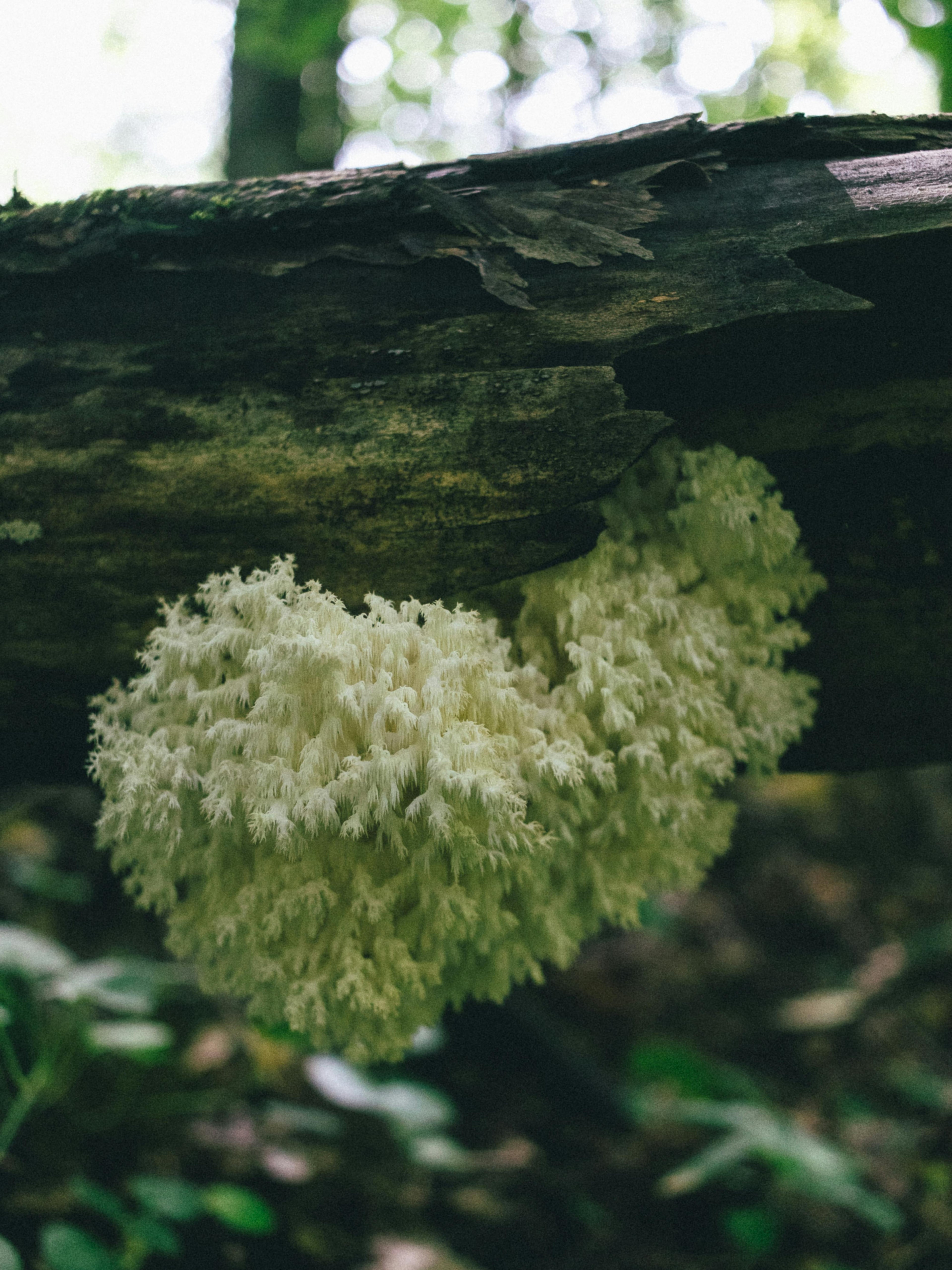 Lion's Mane mushroom on dark forest log