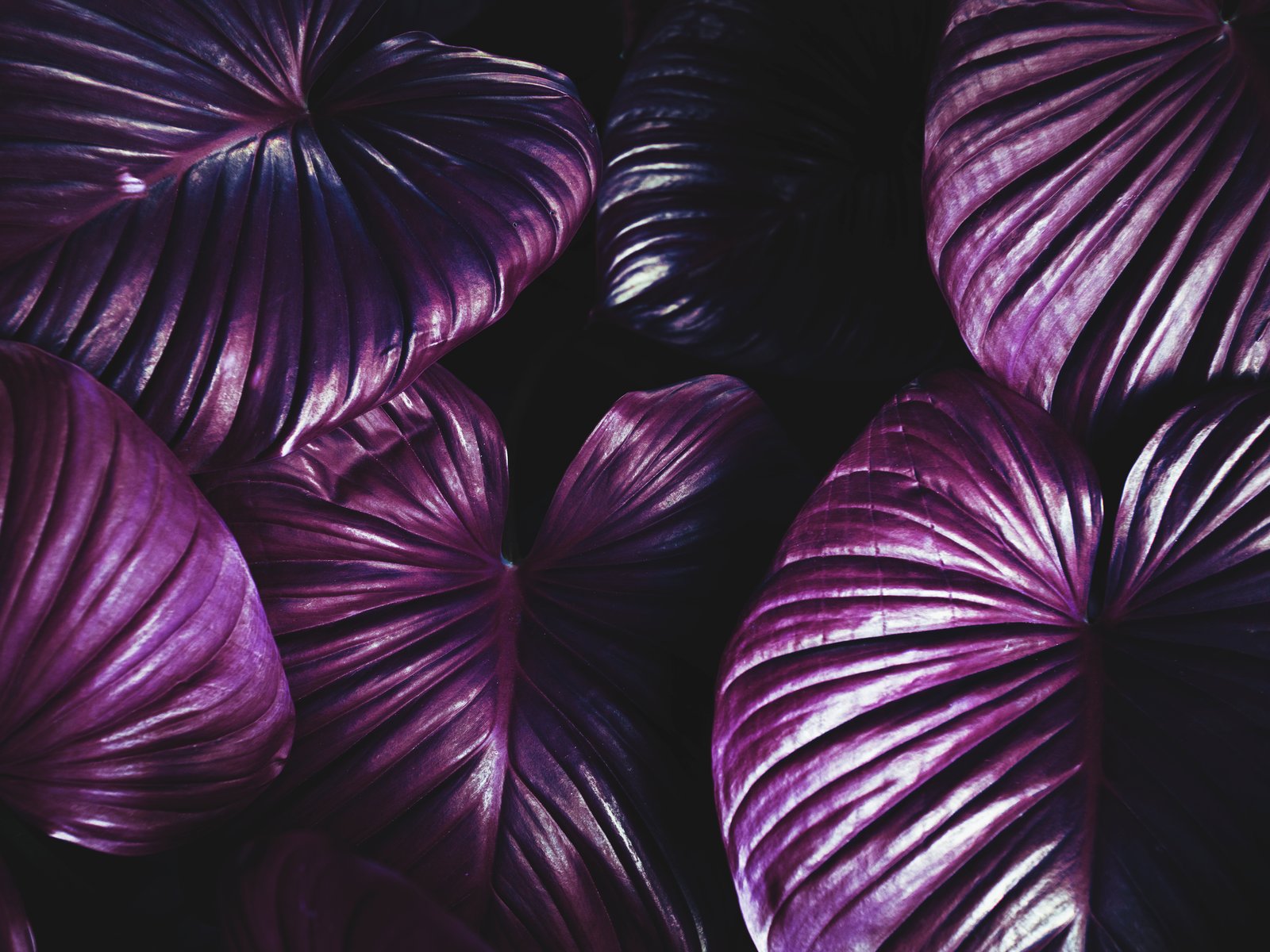 Dark botanical background