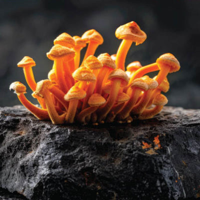 Cordyceps