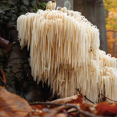 Lion's Mane
