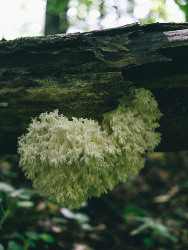 Lion's Mane mushroom on dark forest log