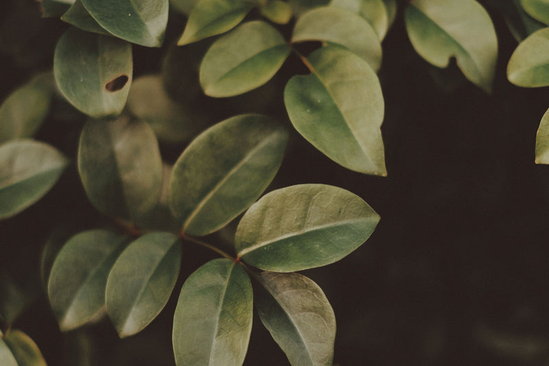Fresh green leaves