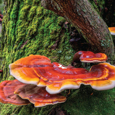Reishi
